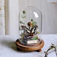 AOOKMIYA ART+ Creative Gifts Butterfly Specimens Plant Specimens Dried Flowers Handmade Ornaments Insects Home Immortal Flowers Display Gifts Micro Landscape