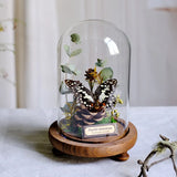 AOOKMIYA ART+ Creative Gifts Butterfly Specimens Plant Specimens Dried Flowers Handmade Ornaments Insects Home Immortal Flowers Display Gifts Micro Landscape