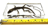 Lizard Specimens Model Animal Taxidermy Crafts Collection for Science Education & Desk Ornament Gifts