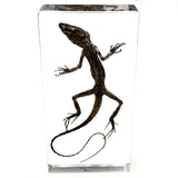 Lizard Specimens Model Animal Taxidermy Crafts Collection for Science Education & Desk Ornament Gifts