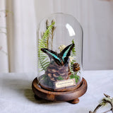 AOOKMIYA ART+ Creative Gifts Butterfly Specimens Plant Specimens Dried Flowers Handmade Ornaments Insects Home Immortal Flowers Display Gifts Micro Landscape