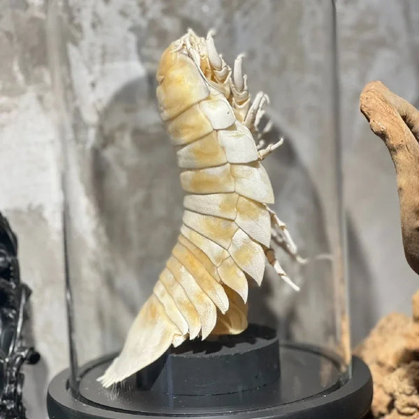2156 Giant Isopod Specimen In Dome Glass Case Unique Handmade Christma – AOOKMIYA 2156 Giant Isopod Specimen In Dome Glass Case Unique Handmade Christma – AOOKMIYA