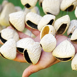 Natural Fruit Shell Sound Beam Sound Healing Yoga Meditation Seed Shell Plant Fruit Wind Chimes Outdoor Percussion Instruments
