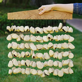 Natural Fruit Shell Sound Beam Sound Healing Yoga Meditation Seed Shell Plant Fruit Wind Chimes Outdoor Percussion Instruments