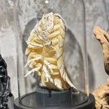 2156 Giant Isopod Specimen In Dome Glass Case Unique Handmade Christmas Home Office Decoration Ornament Collectible Model Gift