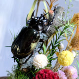 AOOKMIYA Real Beetle Insect Specimen Butterfly Micro Landscape Glass Cover Display Still Life Ornament Science Plant Creative Gift