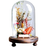 AOOKMIYA Real Beetle Insect Specimen Butterfly Micro Landscape Glass Cover Display Still Life Ornament Science Plant Creative Gift