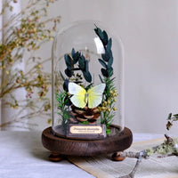 AOOKMIYA ART+ Creative Gifts Butterfly Specimens Plant Specimens Dried Flowers Handmade Ornaments Insects Home Immortal Flowers Display Gifts Micro Landscape