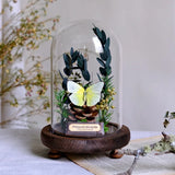 AOOKMIYA ART+ Creative Gifts Butterfly Specimens Plant Specimens Dried Flowers Handmade Ornaments Insects Home Immortal Flowers Display Gifts Micro Landscape