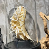 2156 Giant Isopod Specimen In Dome Glass Case Unique Handmade Christmas Home Office Decoration Ornament Collectible Model Gift