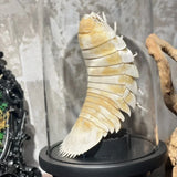 2156 Giant Isopod Specimen In Dome Glass Case Unique Handmade Christmas Home Office Decoration Ornament Collectible Model Gift