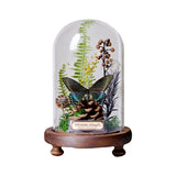 AOOKMIYA ART+ Creative Gifts Butterfly Specimens Plant Specimens Dried Flowers Handmade Ornaments Insects Home Immortal Flowers Display Gifts Micro Landscape