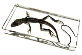 Lizard Specimens Model Animal Taxidermy Crafts Collection for Science Education & Desk Ornament Gifts