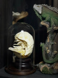 2156 Giant Isopod Specimen In Dome Glass Case Unique Handmade Christmas Home Office Decoration Ornament Collectible Model Gift