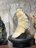 2156 Giant Isopod Specimen In Dome Glass Case Unique Handmade Christmas Home Office Decoration Ornament Collectible Model Gift