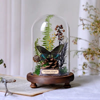 AOOKMIYA ART+ Creative Gifts Butterfly Specimens Plant Specimens Dried Flowers Handmade Ornaments Insects Home Immortal Flowers Display Gifts Micro Landscape